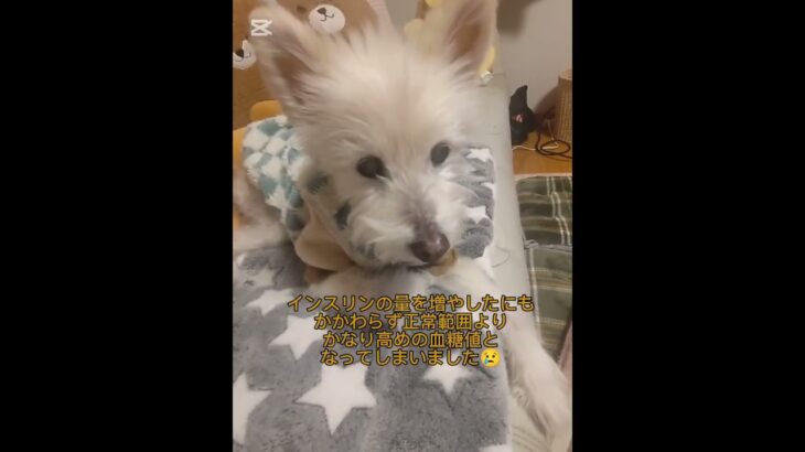 糖尿病おじいちゃん🐶パオ