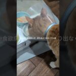 なかなか食欲戻らず尿もあまり出なくて心配 #糖尿病網膜症 #元野良猫 #猫のいる暮らし #膀胱 炎