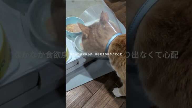 なかなか食欲戻らず尿もあまり出なくて心配 #糖尿病網膜症 #元野良猫 #猫のいる暮らし #膀胱 炎
