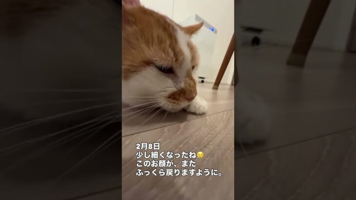 🐱🐾ぷっちょ君 経過のご報告🐾糖尿病と診断され、1月5日から1日1回服用の液体の飲み薬「センベルゴ」で治療を続けてきました。しかし、血糖コントロールが安定せず、副作用の可能性がある軟便・