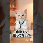 【子猫ドクター】糖尿病2#子猫 #子猫ドクター #健康 #糖尿病