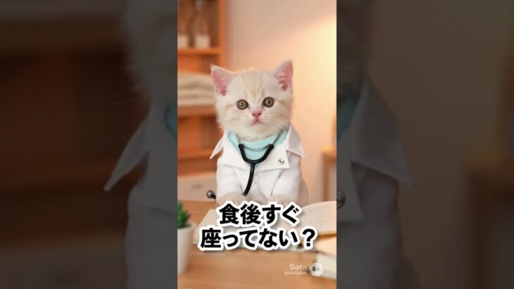 【子猫ドクター】糖尿病2#子猫 #子猫ドクター #健康 #糖尿病