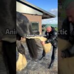 Animal Chiropractic #giftdrop #nft