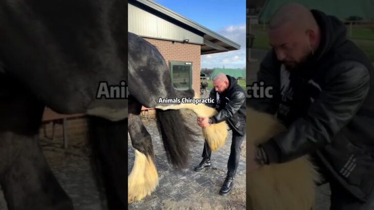 Animal Chiropractic #giftdrop #nft