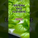 Aprende la diferencia entre Sistema NFT y  RAIZ FLOTANTE #hidroponia #huertoencasa #cultivo