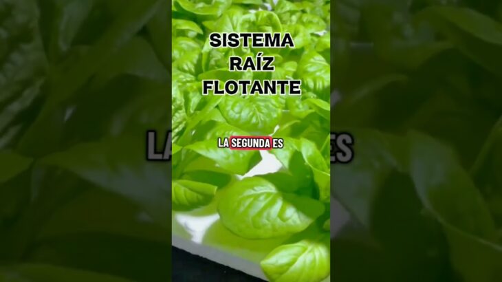 Aprende la diferencia entre Sistema NFT y  RAIZ FLOTANTE #hidroponia #huertoencasa #cultivo