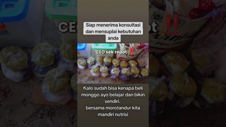 CEO sedang menyamar jadi petani #ceo #abmix #pertanian #hidroponik #greenhouse #nft #fyp #melon