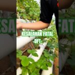 DFT dianggap lebih aman dari NFT tapi masih banyak yang salah paham! #hidroponikpemula #hydroponics