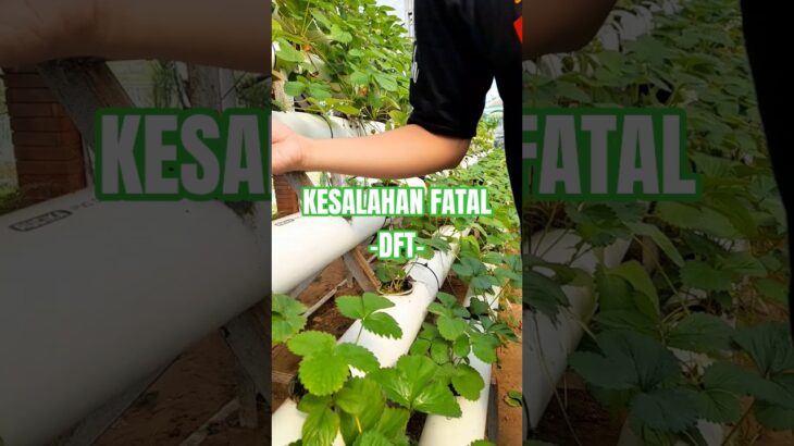 DFT dianggap lebih aman dari NFT tapi masih banyak yang salah paham! #hidroponikpemula #hydroponics
