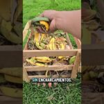 El sistema NFT puede aumentar tu producción y reducir el consumo de agua hasta un 80%💧🌱