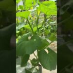 Haney globe hidrophonik melon premium nafis farm lampung timur sistem nft