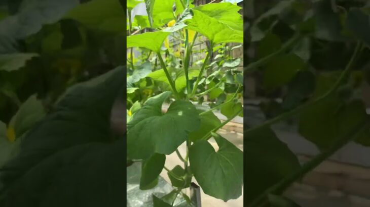 Haney globe hidrophonik melon premium nafis farm lampung timur sistem nft