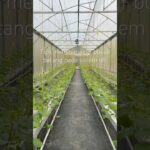 Hidroponik melon sistem nft #hidroponik #budidayatanaman #melonhidroponik