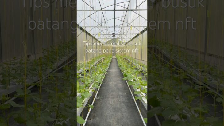 Hidroponik melon sistem nft #hidroponik #budidayatanaman #melonhidroponik
