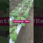 Inthanon 7Hst #greenhouse #buah #hidroponik #hidroponik #nft