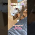 癌と糖尿病と戦う日本猫🇯🇵Japanese cats fighting cancer and diabetes#subscribe#shortsvideo  #shortvideo #short
