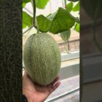 Kebun melon hidroponik sistem NFT menggunakan mesin Autodosing nutrisi ~ Smart Autodosing ULTRA
