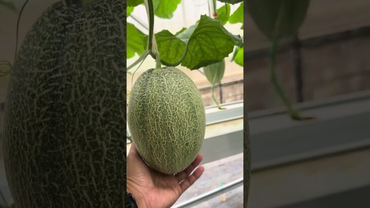 Kebun melon hidroponik sistem NFT menggunakan mesin Autodosing nutrisi ~ Smart Autodosing ULTRA