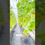 Kondisi Terkini Melon Metode NFT ketika musim hujan melanda di Kebun Wisata Pasirmukti Citeureup Bgr