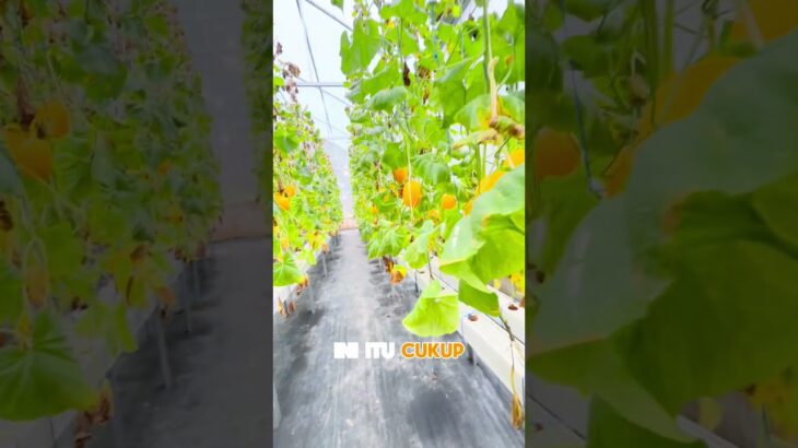 Kondisi Terkini Melon Metode NFT ketika musim hujan melanda di Kebun Wisata Pasirmukti Citeureup Bgr