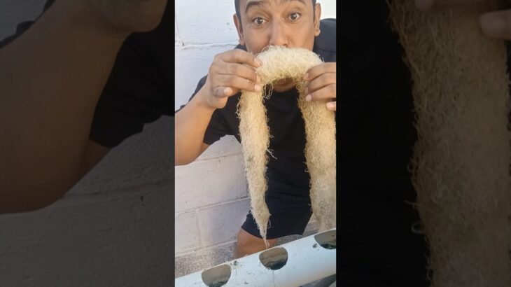 🔥🌱 La RAÍZ SALIÓ del Tubo 😳 NFT Hidropónico Brutal 💧🚀