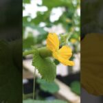 Melon Hidroponik NFT