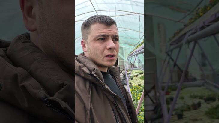 віола експеремент вирощена методом гідропоніки NFT