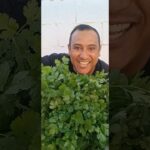 🚀💥 NFT BRUTAL 🌱 INSANE CILANTRO YIELD 💰 ¡Cosecha EXTREMA en PVC! 🤯🔥 HYDROPONICS 💪