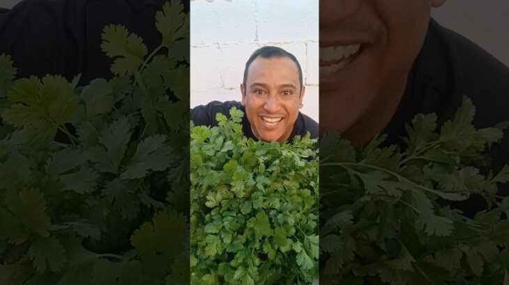 🚀💥 NFT BRUTAL 🌱 INSANE CILANTRO YIELD 💰 ¡Cosecha EXTREMA en PVC! 🤯🔥 HYDROPONICS 💪