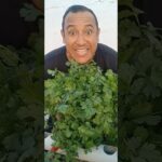 💥🚀 NFT EXPLODED 🌿💰 Cosecha EXTREMA de CILANTRO en PVC 🤯🔥