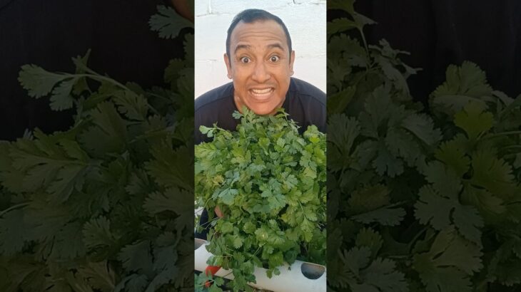 💥🚀 NFT EXPLODED 🌿💰 Cosecha EXTREMA de CILANTRO en PVC 🤯🔥