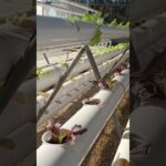 NFT/ HYDROPONIC SYSTEM, interested can subscriber for further details #farming #hydroponics #lettuce