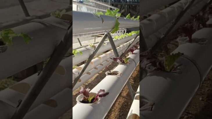 NFT/ HYDROPONIC SYSTEM, interested can subscriber for further details #farming #hydroponics #lettuce