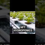 NFT Hydroponics: Growing More With Recycled Water | #Shorts
