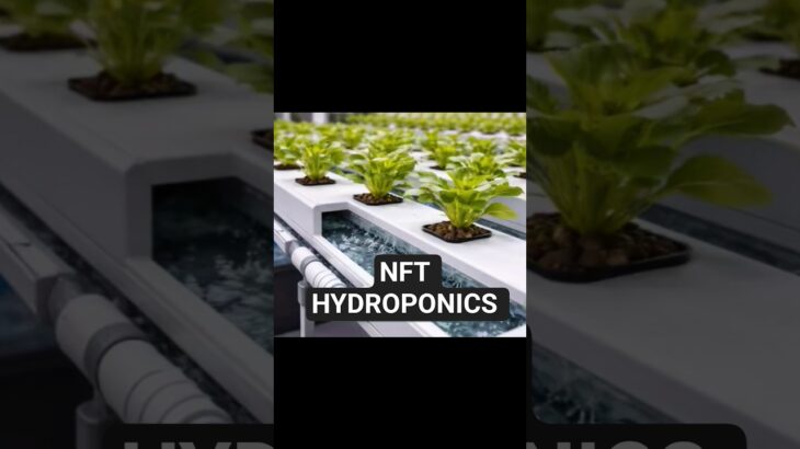 NFT Hydroponics: Growing More With Recycled Water | #Shorts