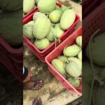 Panen melon gaeess #hidroponik #budidayatanaman #nft #melon #melonhidroponik