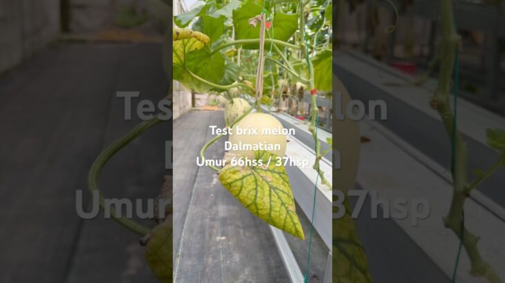 Test brix melon Dalmatian ditanam secara hidroponik sistem nft #hidroponik #melon #budidayatanaman