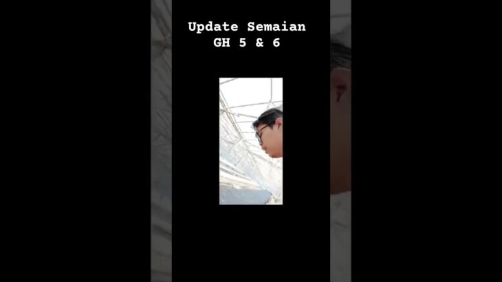 Update semaian GH 5 & 6 #semaimelon #semai #hidroponik #hidroponik #nft #melon #inthanon #melon #fyp