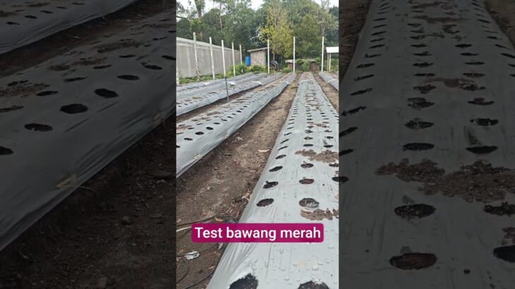 bawang merah perdana #greenhouse #hidroponik #nft #pertanian