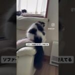 栗まろに奇跡が！　#猫, #cat ,#猫糖尿病 ,#FIP ,#奇跡 ,#ハチワレ,#スコティッシュフォールド,