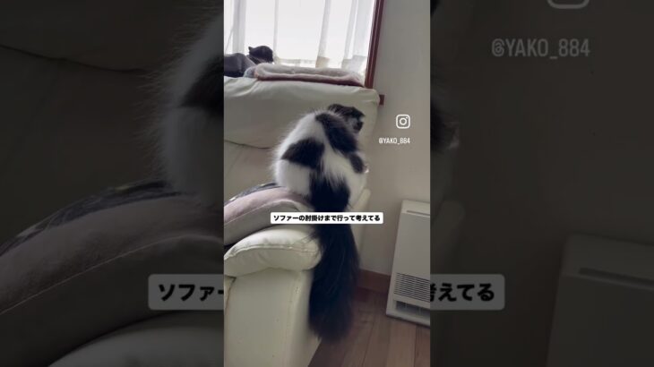 栗まろに奇跡が！　#猫, #cat ,#猫糖尿病 ,#FIP ,#奇跡 ,#ハチワレ,#スコティッシュフォールド,