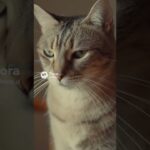 逃げ出したくなる日もある #雑学 #cat #プチ知識 #糖尿病 #cute #ねこたんの解説 #血糖値 #animals #いい言葉 #医療