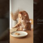 間食の工夫 #雑学 #cat #プチ知識 #糖尿病 #cute #血糖値 #animals #いい言葉 #医療 #ねこたんの解説