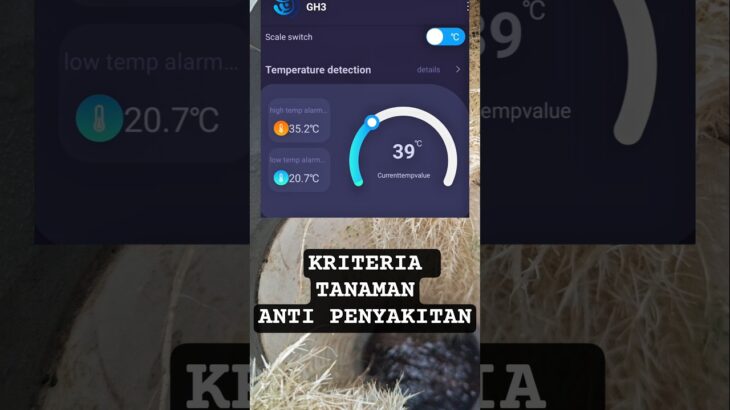 #hidroponik #abmix #tanamansehat #melon #melon #fyp #24jam #suhu #nft #greenhouse #pertanian #plants