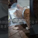 なかなか薬混ぜてあるチュール食べてくれない #糖尿病網膜症 #保護猫 #猫のいる暮らし #膀胱 炎