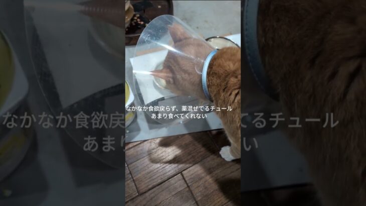 なかなか薬混ぜてあるチュール食べてくれない #糖尿病網膜症 #保護猫 #猫のいる暮らし #膀胱 炎