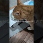 コチャピはママと一緒に起きてくれます #糖尿病網膜症 #膀胱 #猫のいる暮らし #元野良猫