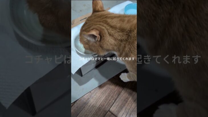 コチャピはママと一緒に起きてくれます #糖尿病網膜症 #膀胱 #猫のいる暮らし #元野良猫