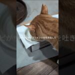 コチャピがサプリメントを吐き出して食べない #糖尿病網膜症 #猫のいる暮らし #元野良猫