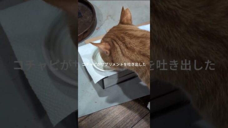 コチャピがサプリメントを吐き出して食べない #糖尿病網膜症 #猫のいる暮らし #元野良猫